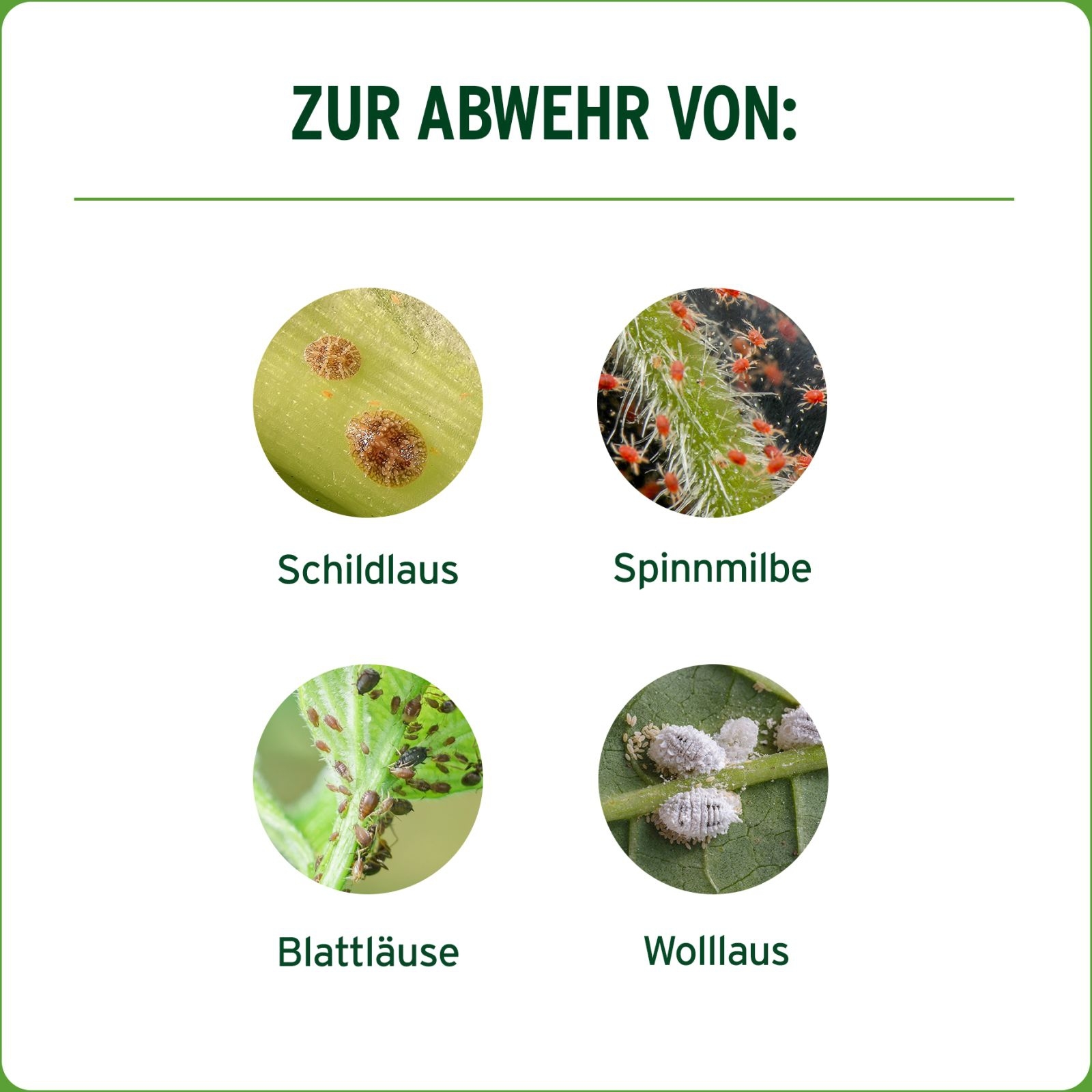 300ml Substral Orchideen & Zimmerpflanzen ECO