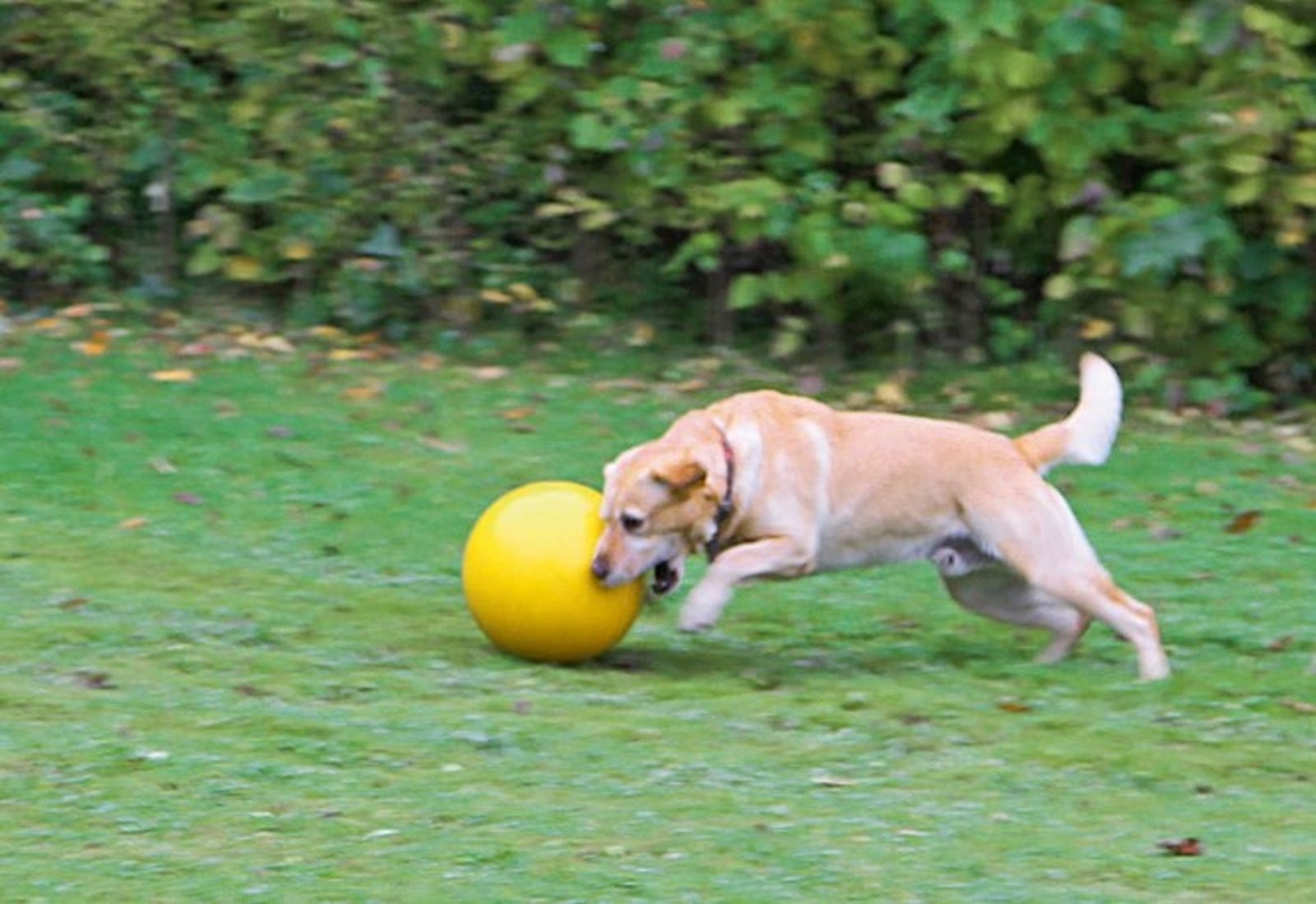 Hundespielball gelb Ø 30cm 82274