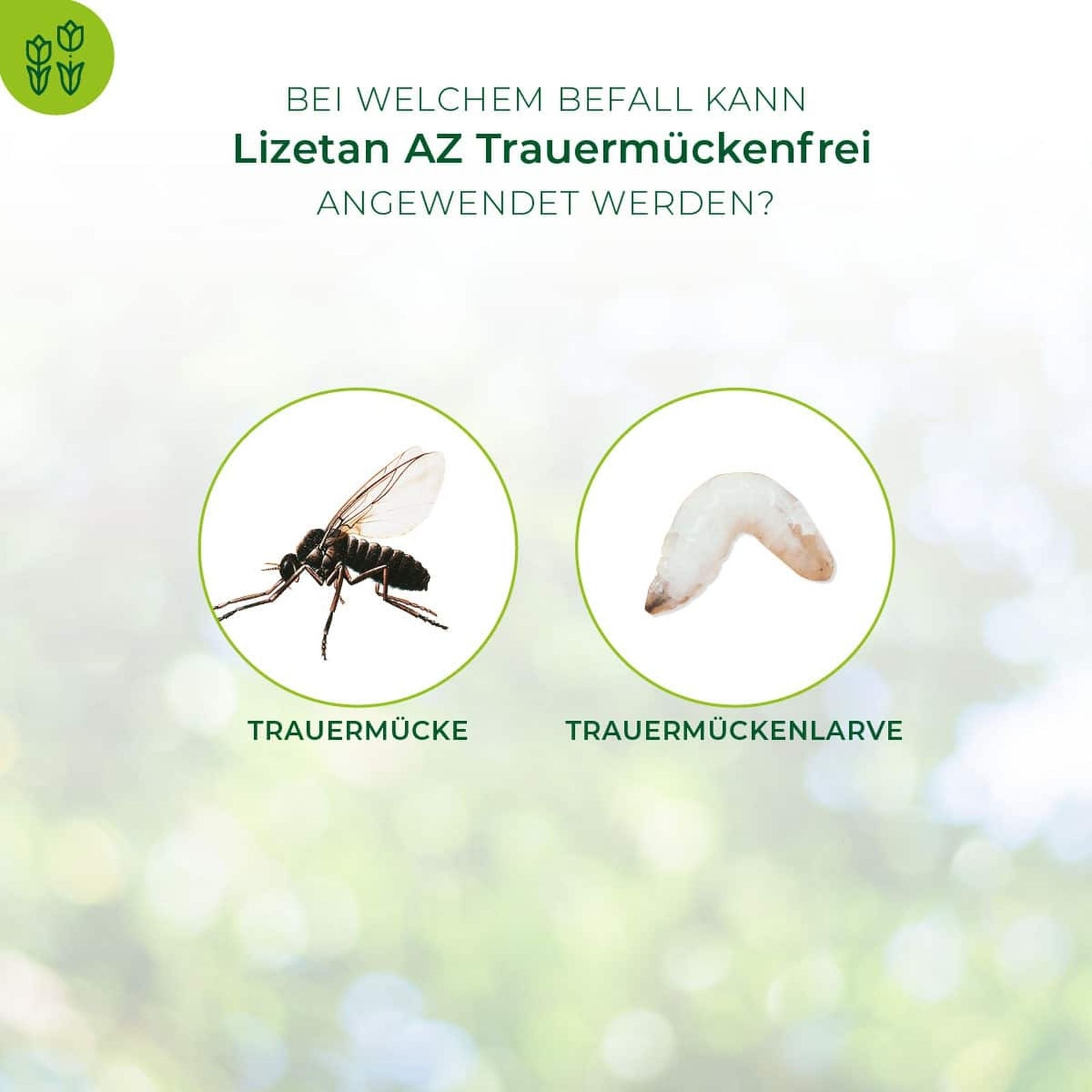 75ml Lizetan AZ Trauermückenfrei