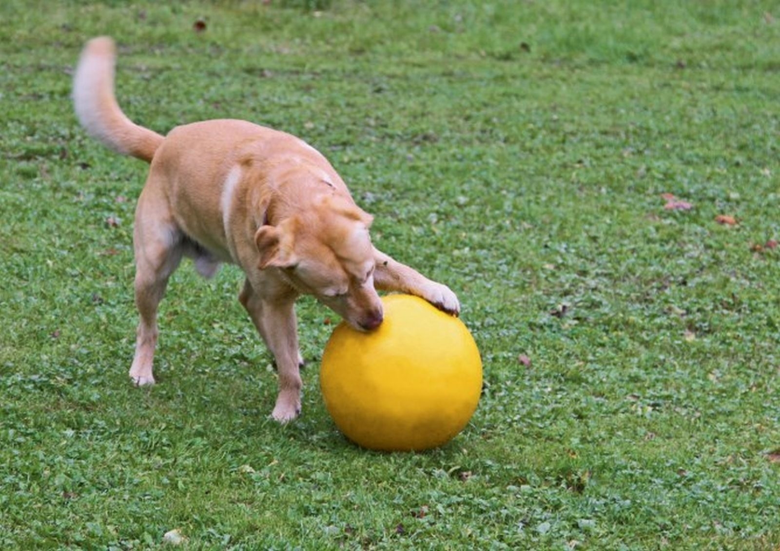 Hundespielball gelb Ø 30cm 82274