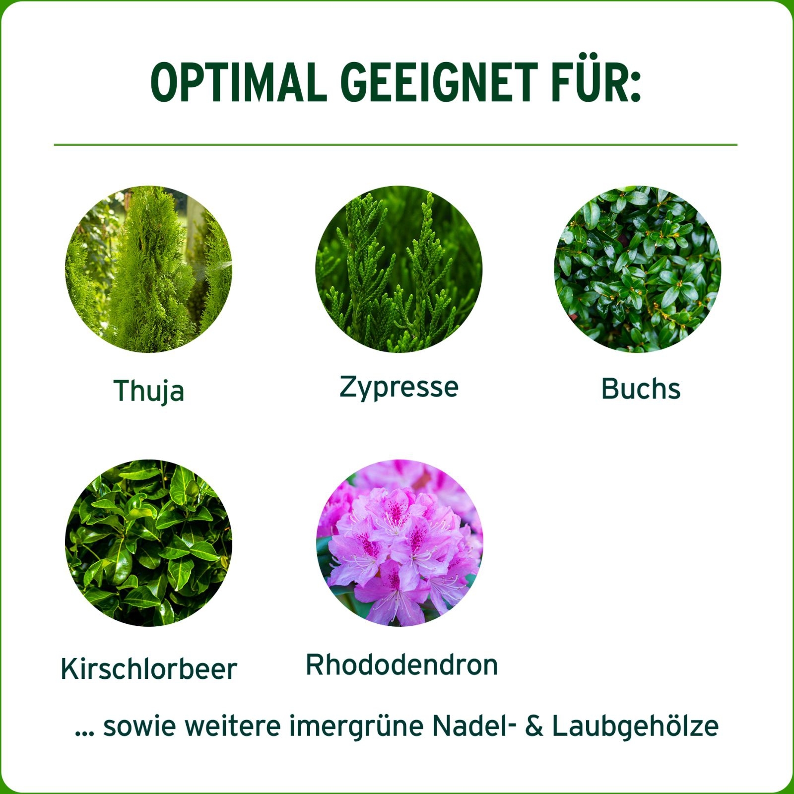 500ml Substral®Thuja Vital 500ml Substral®Thuja Vital