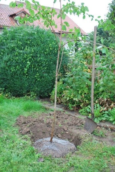 Wühlmauskorb KLEIN Ø35cm 291171 Wühlmauskorb KLEIN Ø35cm 291171
