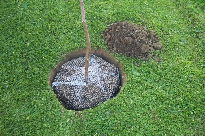 Wühlmauskorb KLEIN Ø35cm 291171 Wühlmauskorb KLEIN Ø35cm 291171