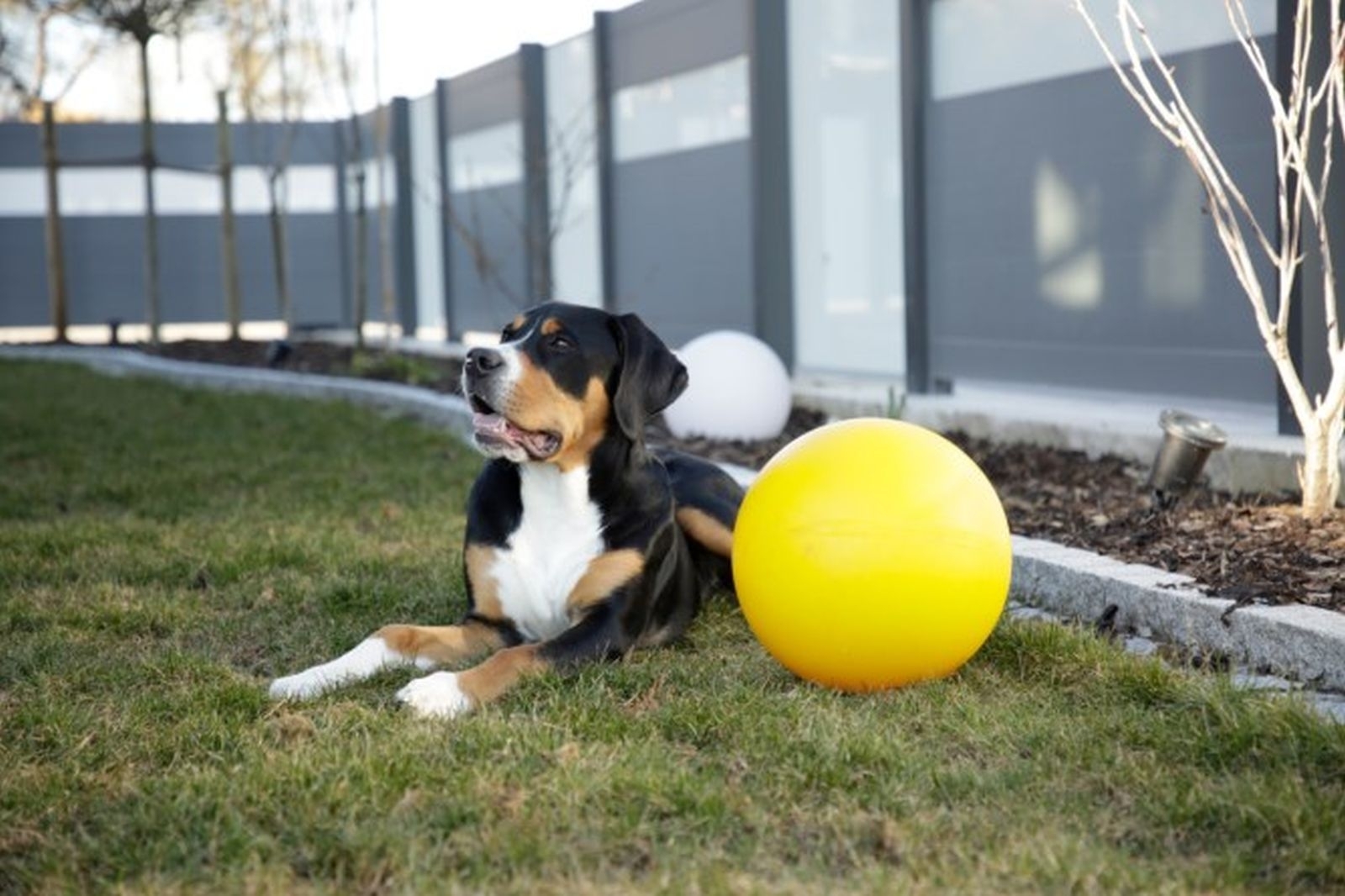 Hundespielball gelb Ø 30cm 82274