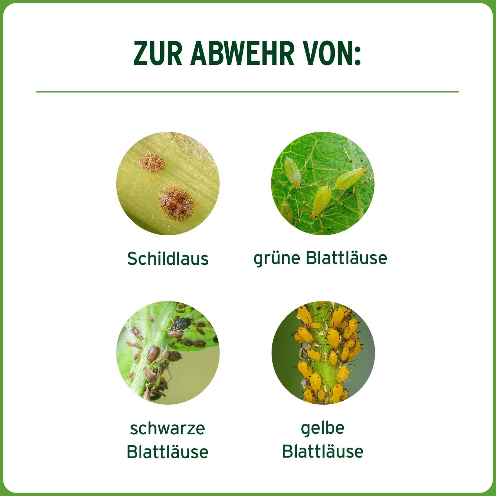 300ml Substral®Blattlaus Schädlingsfrei Careo Eco