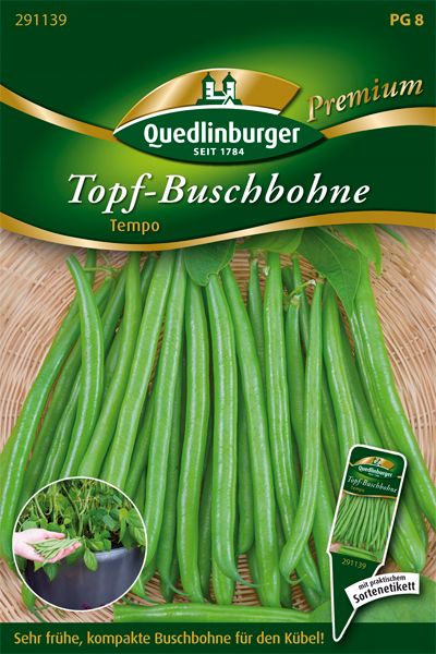 Topf- Buschbohne Tempo