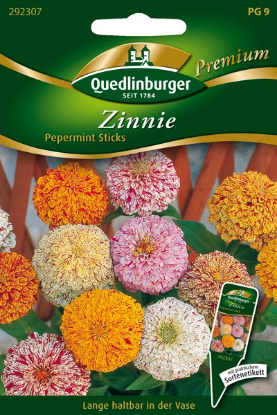 Zinnie Pepermint Sticks Zinnie Pepermint Sticks