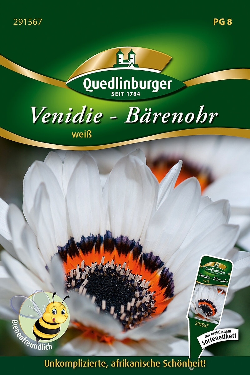 Venidie Bärenohr Weiß (Venidium fastuosum)