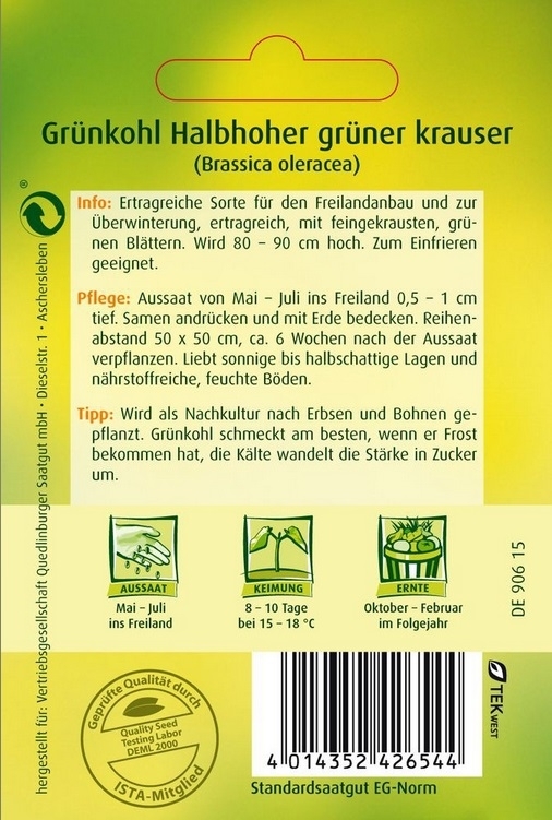 Grünkohl Halbhoher grüner krauser