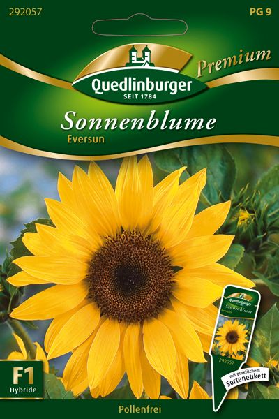 Sonnenblume Eversun