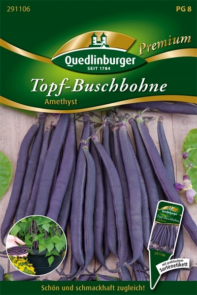 Topf-Buschbohne Amethyst (Phaseolus vulgaris L. var. nanus)