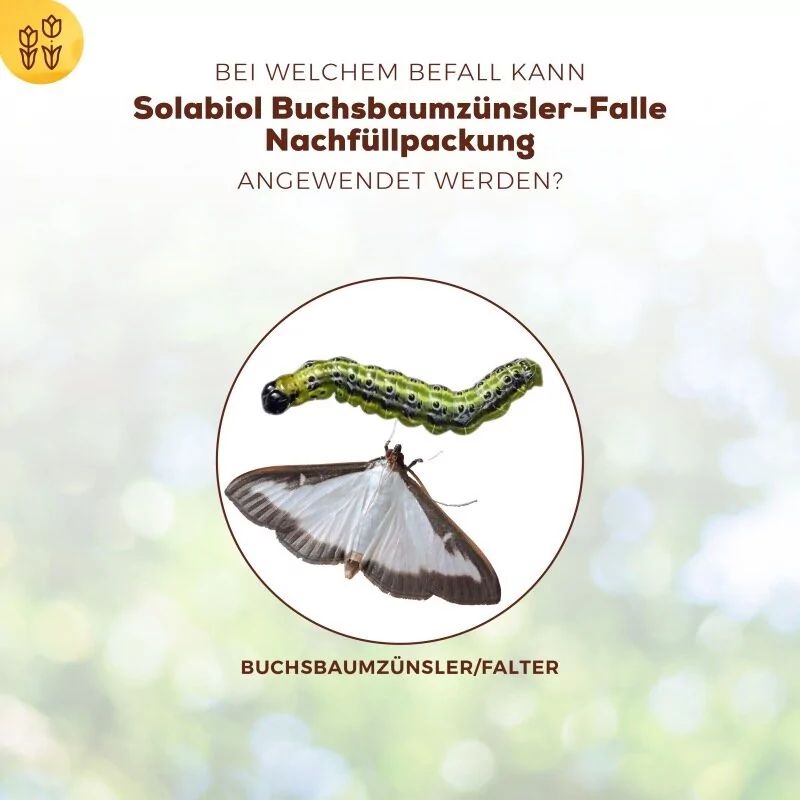 Solabiol Nachfüllpackung 2 Pheromonspritzen für Buchsbaumzünsler- Falle Solabiol Nachfüllpackung 2 Pheromonspritzen für Buchsbaumzünsler- Falle