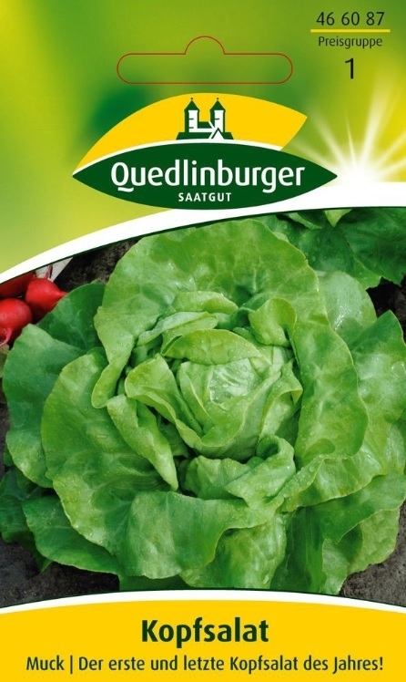 Kopfsalat Muck