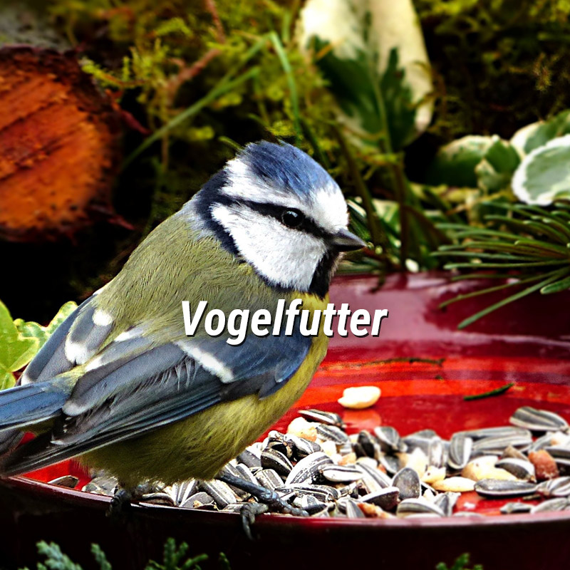 kategorie_vogelfutter_800x800