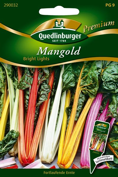 Mangold Bright Lights