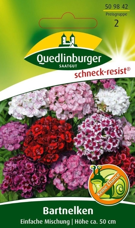 Bartnelken Einfache Mischung Bartnelken Einfache Mischung