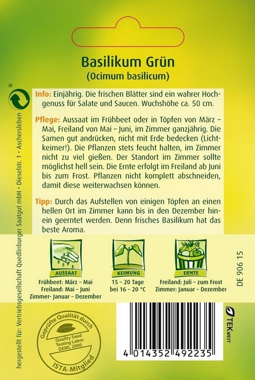 Basilikum grün Basilikum grün