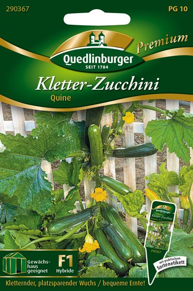 Kletter-Zucchini Quine (Cucurbita pepo L.)