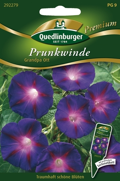 Prunkwinde Grandpa Ott (Ipomea tricolor)