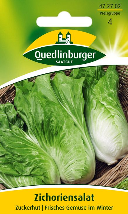 Zichoriensalat Zuckerhut