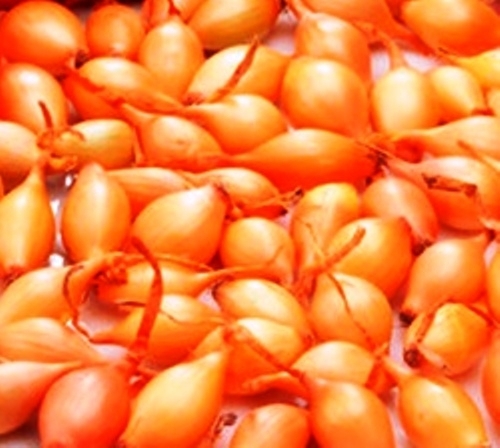 500g gelbe Steckzwiebeln "Birnenförmige" 500g gelbe Steckzwiebeln "Birnenförmige"