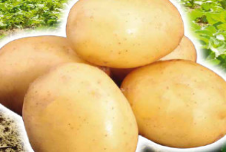 Pflanzkartoffeln Salome 5 kg, gelb, sehr früh, vorwiegend fest Pflanzkartoffeln Salome 5 kg, gelb, sehr früh, vorwiegend fest