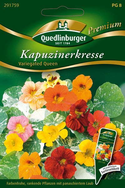 Kapuzinerkresse Variegated Queen